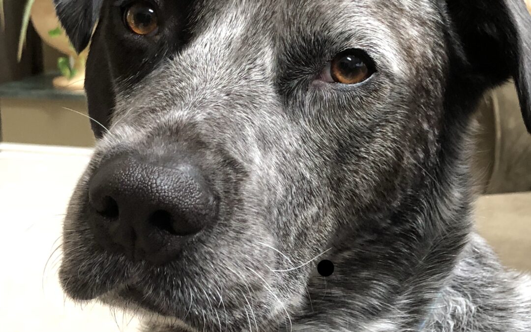 A Brief Relief from Grief